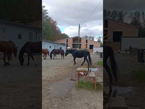 Apulia #horse #music #equestrian #synthwavemagic #synthlove #synthmagic #love #horseriding