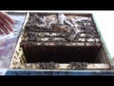 Expandarea familiilor de albine din Bio Stupi Apicultura la distanta Sfaturi apicultori incepatori