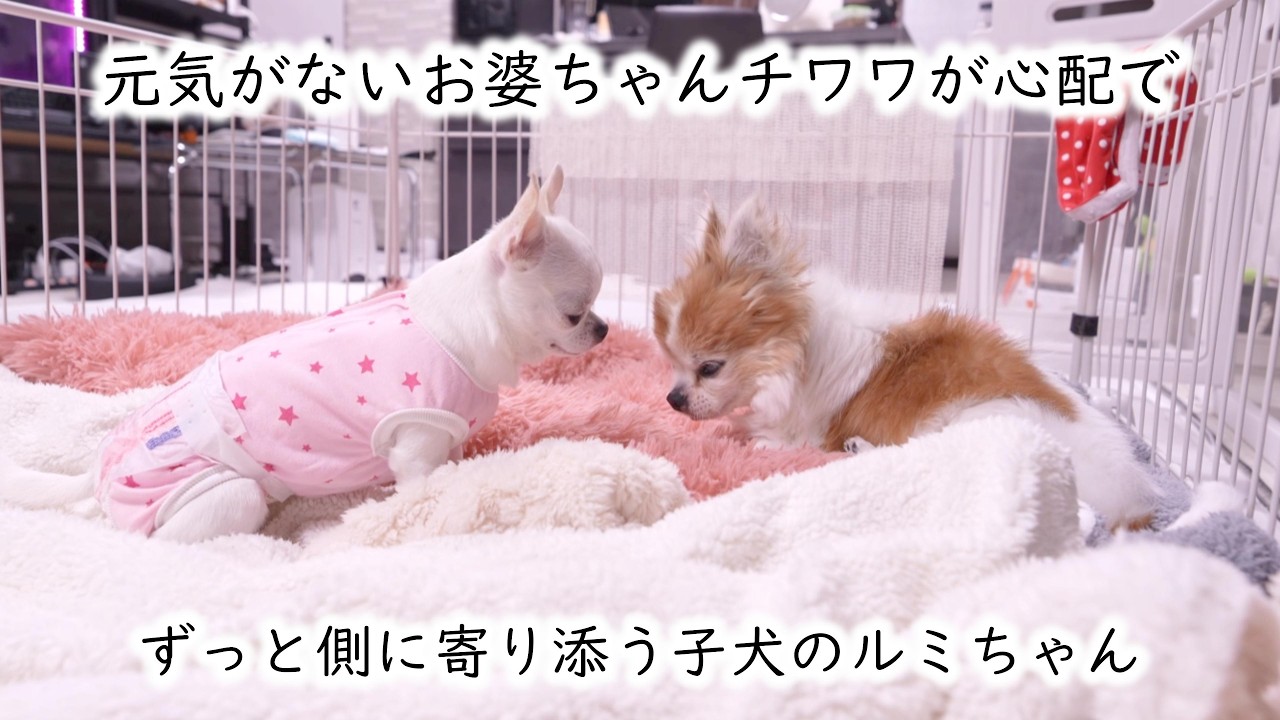 何かおかしい17歳のお婆ちゃんチワワが心配で側から離れない子犬