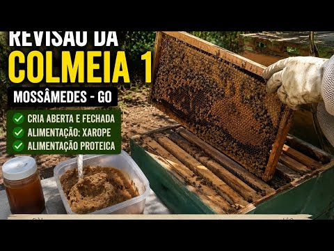 🐝 REVISÃO COMPLETA DA COLMEIA 1 | APIÁRIO EM MOSSÂMEDES-GO 🐝
