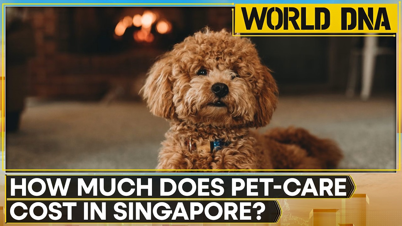 Cost Of Pet Ownership Climbs Globally: Premium Care Drives Pet Spending Room | WION World DNA