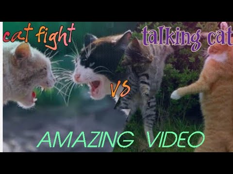 Cat Fight Talking Cat🐈