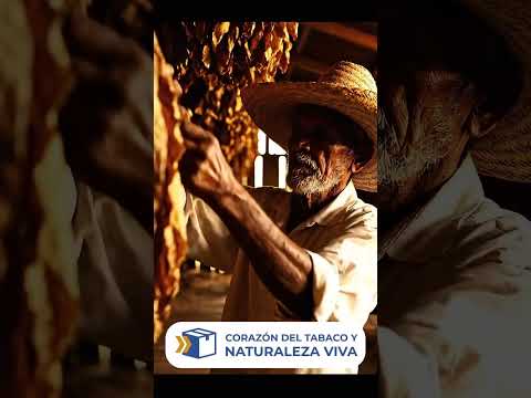 CORAZÓN DEL TABACO Y NATURALEZA VIVA #cubanosenmexico #cosasdecubanos #amorporcuba