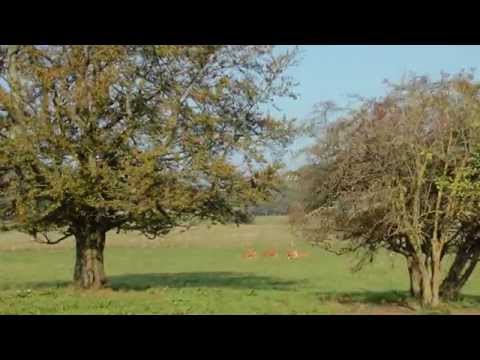 Hier "shepherds" - mit AUSSIE-Dreier-Rudel on tour - Indian summer im Westerwald