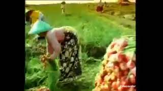 Download lagu dari sabang sampai merauke versi iklan indomie 1997 mp3