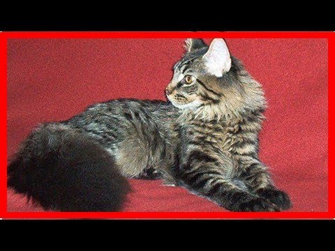 Maine coon cats: health problems owners must know about