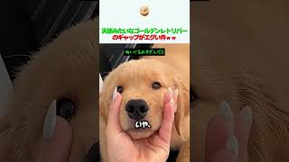 ギャップが凄い犬#ゴールデンレトリバー #犬のいる暮らし #ペット #可愛い動物 #ギャップ #癒やし動画 #ゴールデンレトリバー #大型犬のいる生活 #元気になる動画 #ゴールデンレトリバー