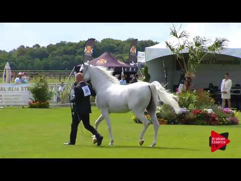 N.30 OM EL SORAYA - Chantilly 2017 World Cup - 4/6 Years Old Mares (Class 4)
