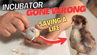 Helping 18 Chicks HATCH, That Would Have DIED!
