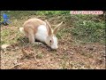 Cute Bunny Digging A Hole And Jumping In The Garden Happy Bunny Jumping Jumping Rabbitfarm Bunny