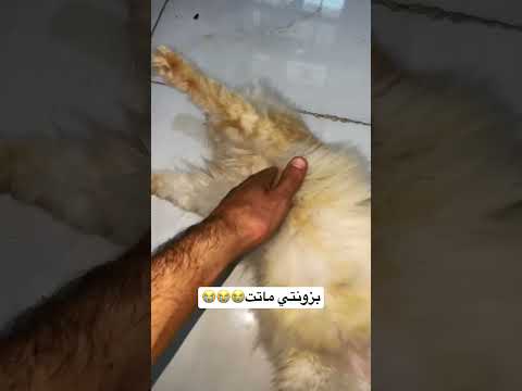 بزونتي ماتت اترحموله