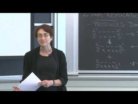 Lecture 3.2: Information Transfer in Biology  — DNA Replication