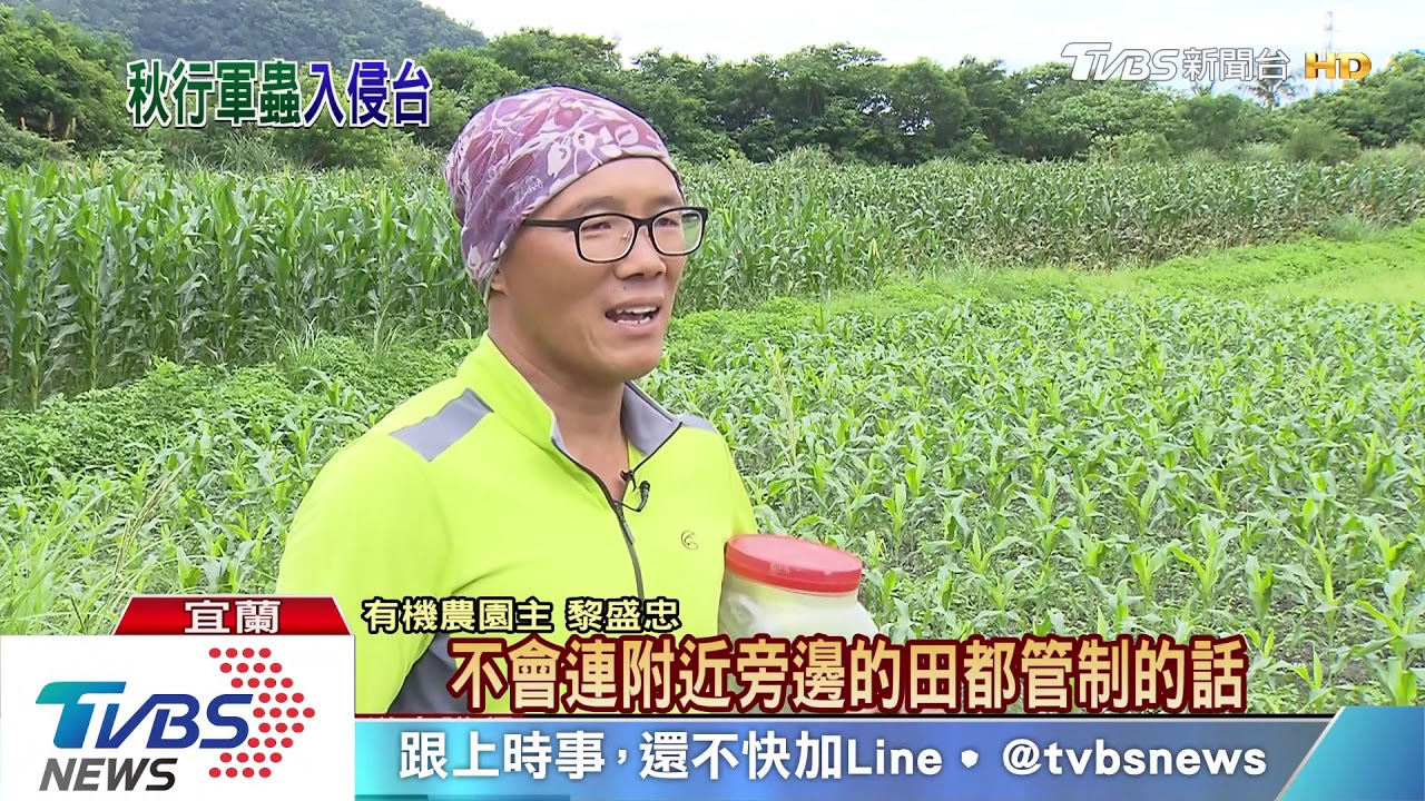 「秋行軍蟲」越爆越多! 全台僅剩三縣市未淪陷