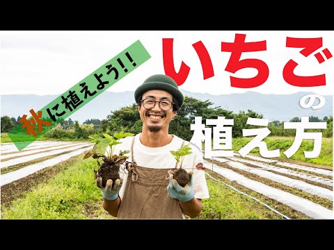 園芸 イチゴの植え方は?