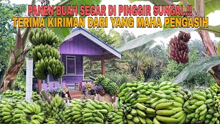 Download lagu TERIMA KIRIMAN DARI YANG MAHA PENGASIH..!! PANEN BUAH SEGAR DI PINGGIR SUNGAI mp3