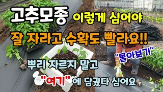 고추모종 이렇게 심어야 잘자라고 수확도 빠릅니다 고추밭밑거름 점적호스설치 고추비닐설치 고추모종침지 심는방법 …