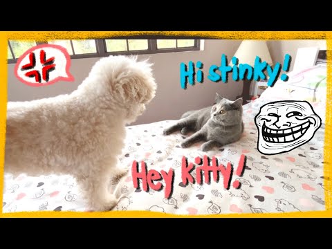 My Toy Poodle Plays with a British Shorthair Cat | Dog vs Cat | The Poodle Mom