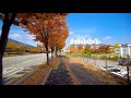 Korea City, Gumi - A city with beautiful maple trees along the road | Korea Tour Walk