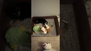 Video preview image #1 Australian Shepherd-Unknown Mix Puppy For Sale in Valrico, FL, USA