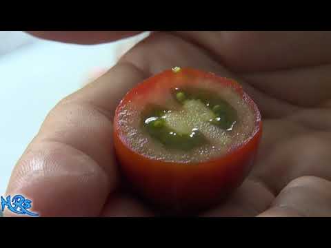 download lagu mp3 mp4 Kumato Seeds, download lagu Kumato Seeds gratis, unduh video klip Kumato Seeds