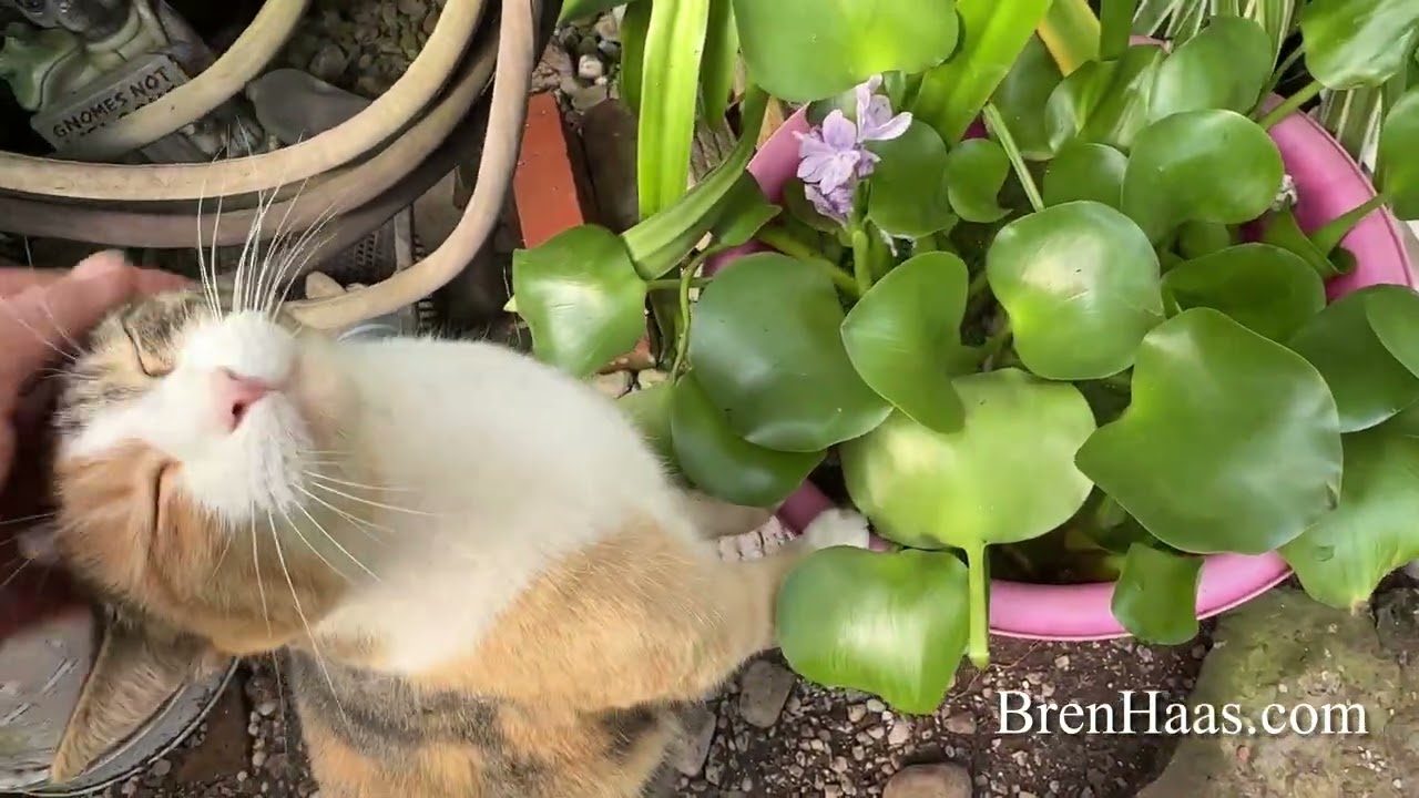 Last Week of October Dome Update