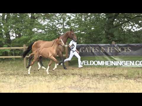 31. Diamant de Semilly Corland (m)