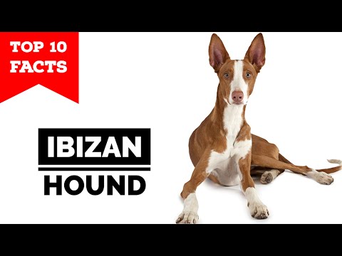 Ibizan Hound - Top 10 Facts