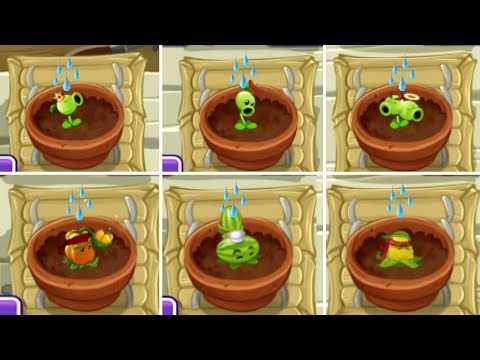 PVZ 2 All Animations PEA & PULT Plants in Zen Garden.