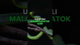Download lagu UJI NYALI MALAM JUMAT #HORROR #UJINYALI mp3