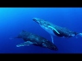 Echoes in the Deep, for whale song and orchestra, by Robert J. Bradshaw