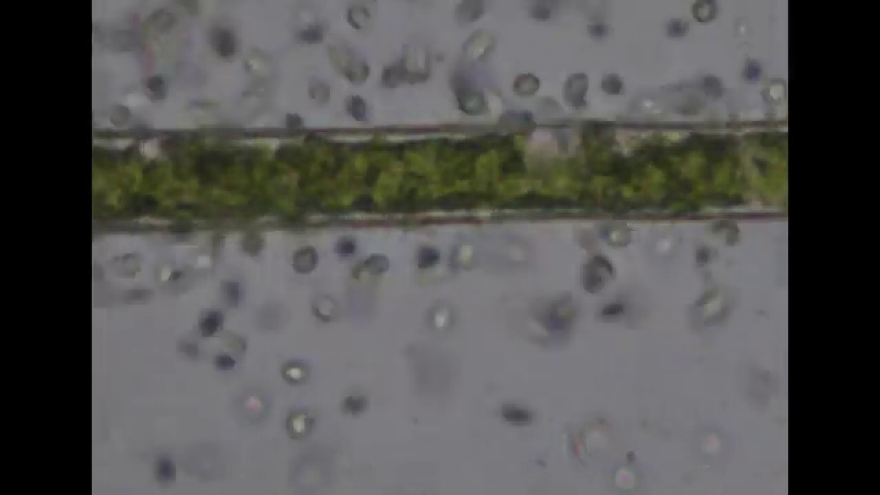 Using Bacteria to Outcompete Algae