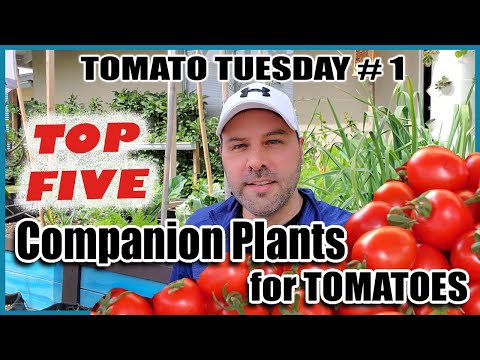 , title : '5 Best Companion Plants for Tomatoes for Maximum Yields and Healthy Plants & 2 Plants Tomatoes Hate'