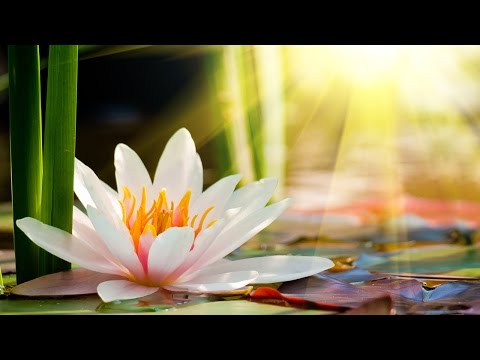 Entspannende Zen-Musik, Meditationsmusik, Positive Energie Musik, Entspannende Musik, ☯2893