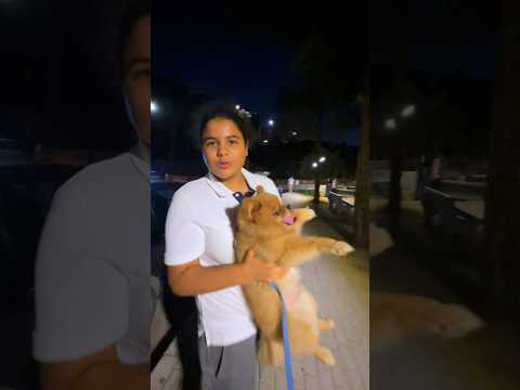 الكلب هجم على الهرة؟ بس لين أنقذت 😱 #youtubeshorts #اكسبلور #shortvideo #comedy #shorts #viral