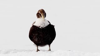 Eider Ducks Fight To Survive | Behind the Scenes of Frozen Planet II | BBC Earth