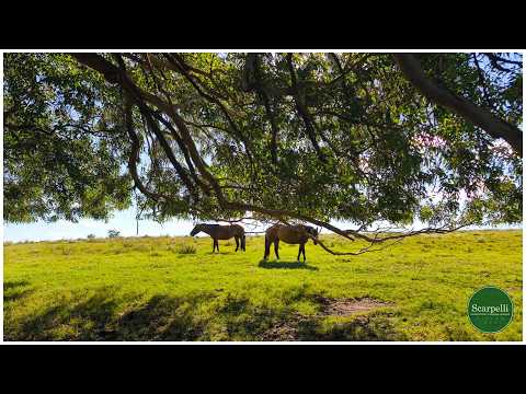 ♦Venta Campo en #Moirones #Rivera 135 hás con costa al Arroyo #Yaguarí  Ruta 27 #Uruguay #scarpelli