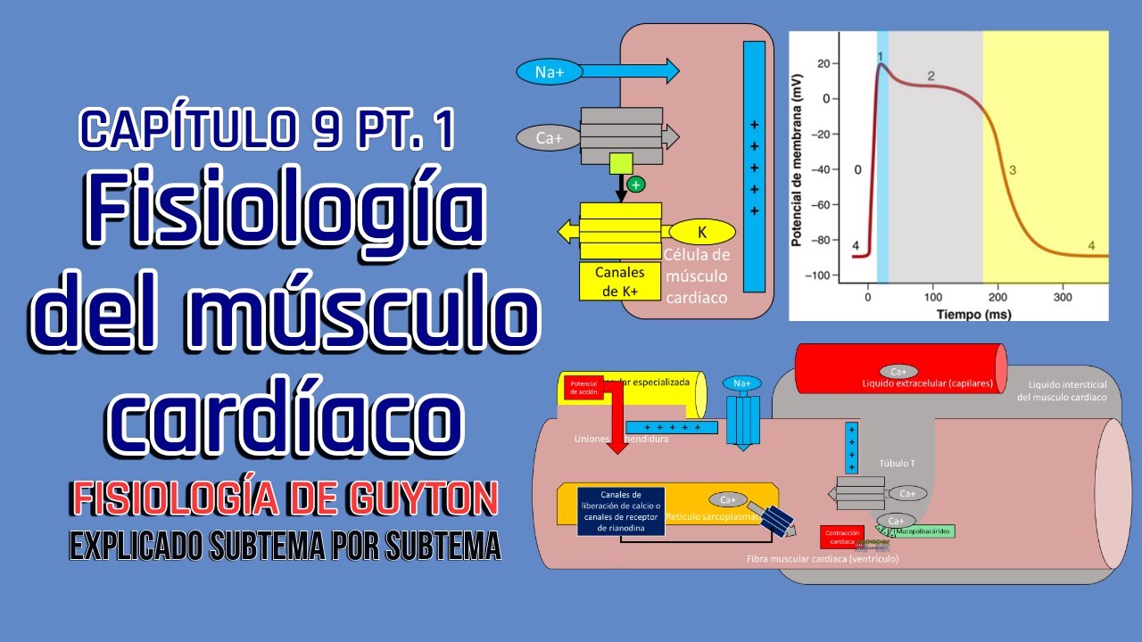 CAP 9 (1/3) Fisiología del músculo cardíaco l Fisiología de Guyton