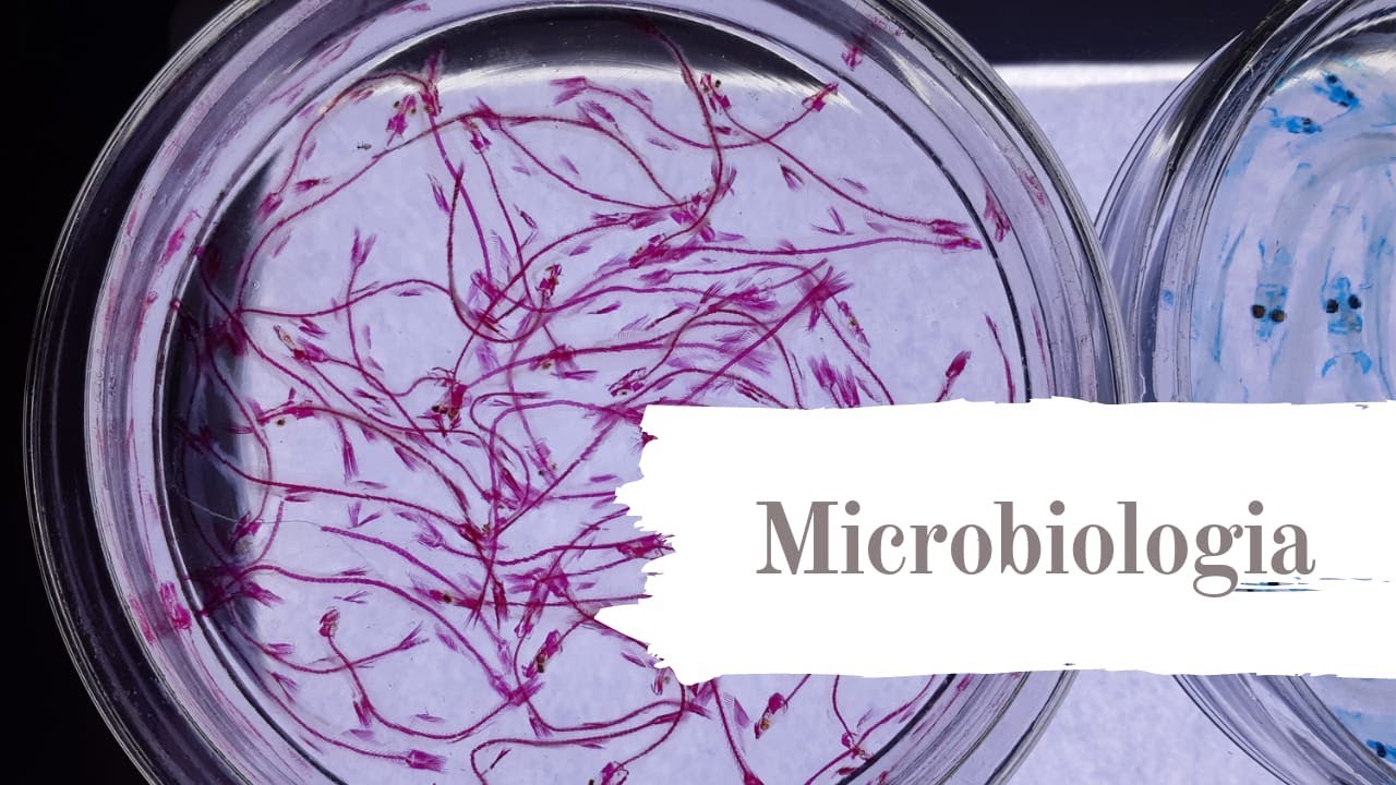 Microbiologia: Conceitos básicos