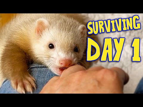 Day 1 Owning Ferrets – What You Need & What to Expect (Beginner’s Guide)