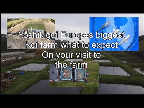 Yoshikigoi Europes biggest koi farm what to expect on your visit #koi #koifarm #yoshikigoi #koipond