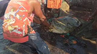 preview picture of video 'Mozambique - Inhassorro - Turtle Release'