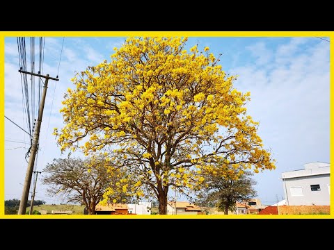 O ipê amarelo ( Tabebuia chrysotricha ) é uma árvore brasileira, descrita originalmente em 1845 .