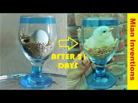How to hatch eggs at home without incubator // How to make mini incubator at home