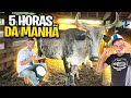 VEJA COMO É ACORDAR 5 HORAS DA MANHA PARA TIRAR LEITE