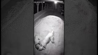 Creature Buried Itself in Sawdust Pile | Dog Digs it Out, Sawdust Explosion Fight #shorts #viral