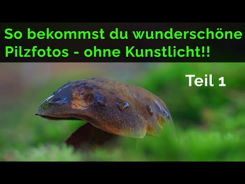 Beautiful mushroom photos without artificial light: Here's how! Part 1 (Habitat selection/Camera ...