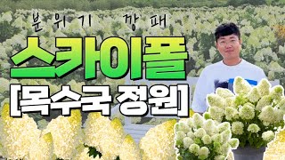 분위기 깡패 목수국 정원은 바로 여기! 블랜드 미!  | [대림묘목농원_유럽목수국스카이폴 정원 방문]