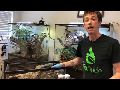 How to setup a Bioactive Tomato Frog Terrarium. Self-Cleaning & Maintaining