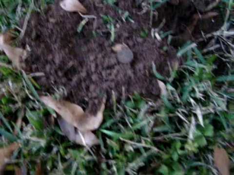 Metal Detecting Old Fairground and My Neighbor Yard