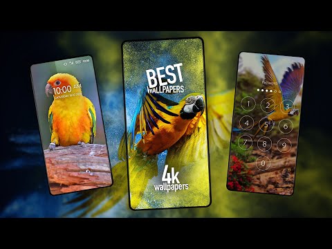 Birds wallpapers for phone